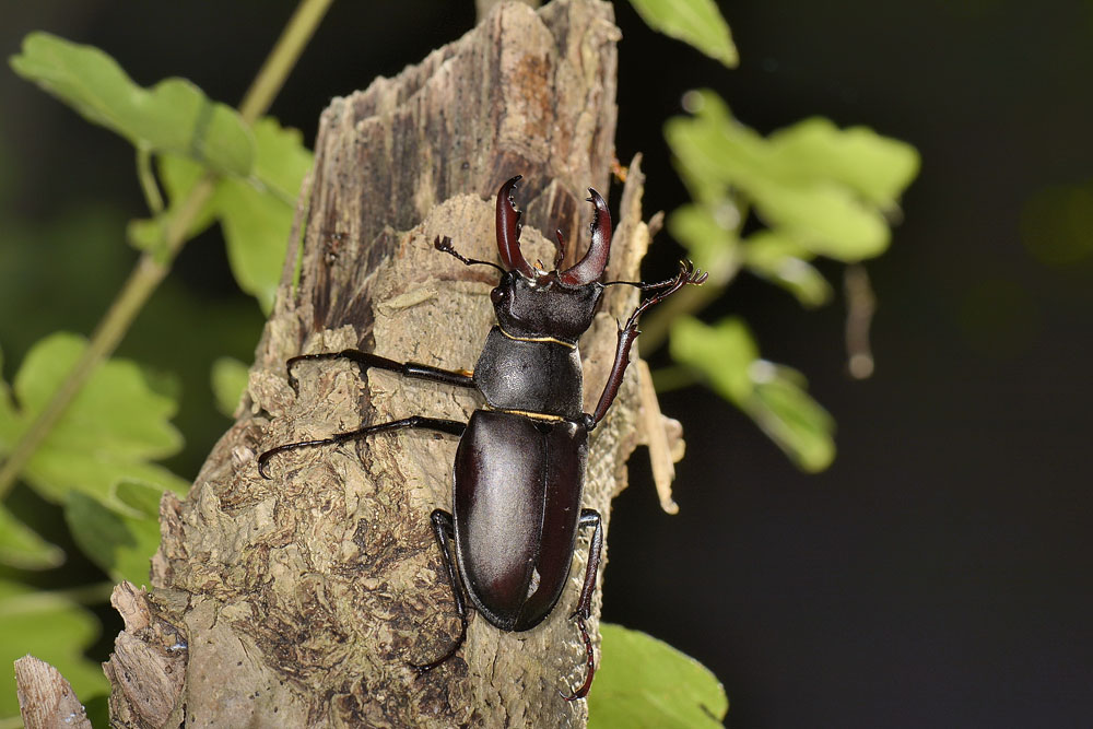 Lucanus cervus? La vendetta.